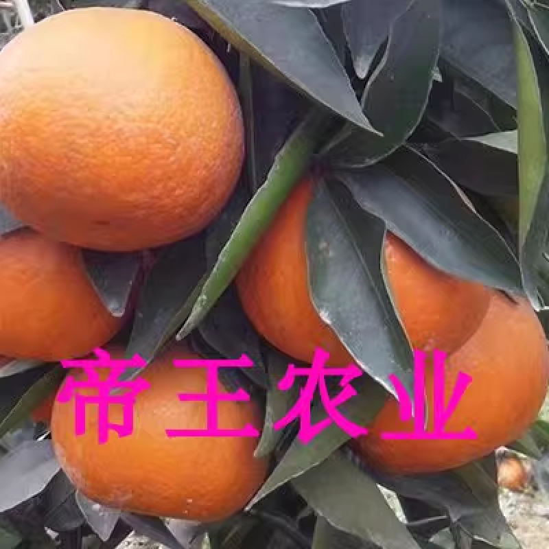 沃柑苗无籽沃柑嫁接苗无核柑橘091现挖苗发货