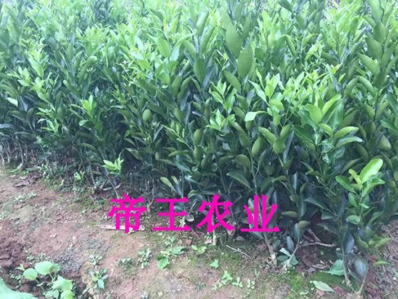 沃柑苗无籽沃柑嫁接苗无核柑橘091现挖苗发货