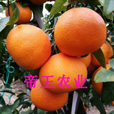 爱媛28红美人柑橘苗橘子树苗果冻橙苗现挖苗发货