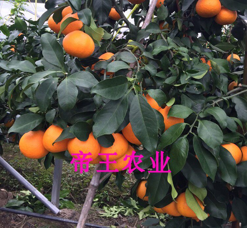 爱媛28红美人柑橘苗橘子树苗果冻橙苗现挖苗发货