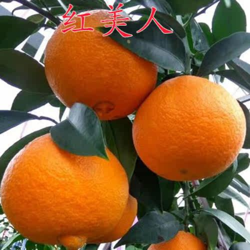 爱媛28红美人柑橘苗橘子树苗果冻橙苗现挖苗发货