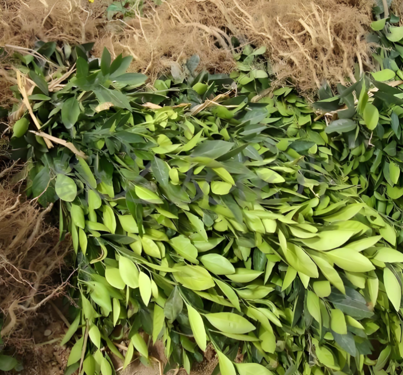 不知火苗丑橘苗丑柑苗基地直销嫁接柑桔苗