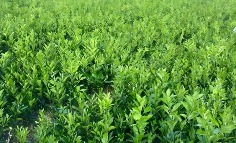 不知火苗丑橘苗丑柑苗基地直销嫁接柑桔苗
