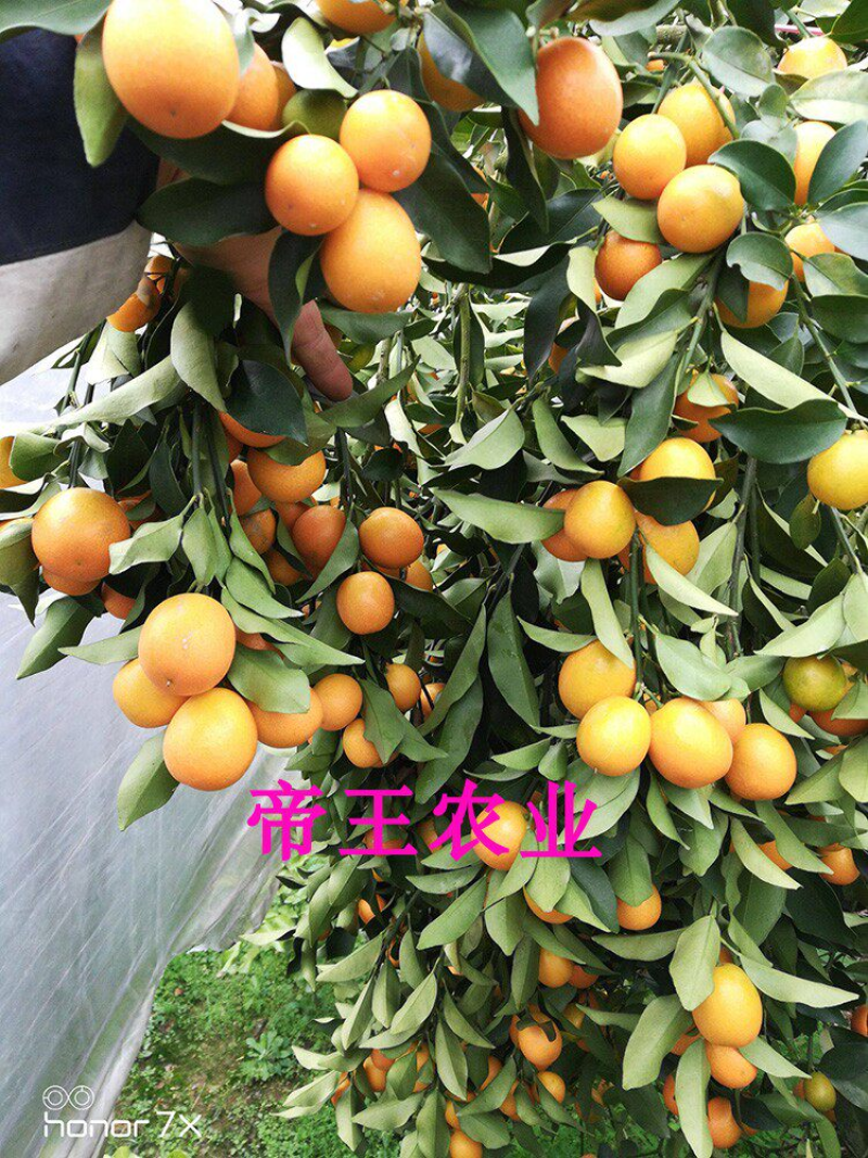 脆皮金桔苗脆蜜甜金桔苗大果嫁接苗基地直发