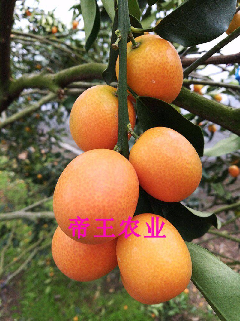 脆皮金桔苗脆蜜甜金桔苗大果嫁接苗基地直发