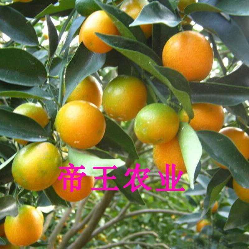 脆皮金桔苗脆蜜甜金桔苗大果嫁接苗基地直发