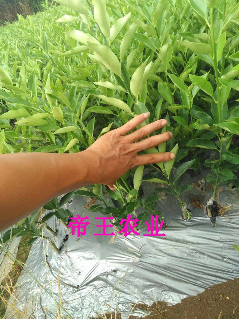 脆皮金桔苗脆蜜甜金桔苗大果嫁接苗基地直发