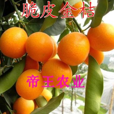 脆皮金桔苗脆蜜甜金桔苗大果嫁接苗基地直发