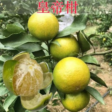 皇帝柑苗德庆贡柑苗嫁接柑橘苗现挖苗发货
