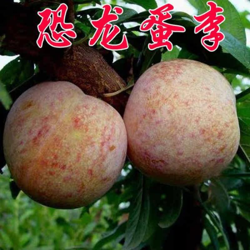 恐龙蛋李子苗血丝李苗基地直销现挖苗发货