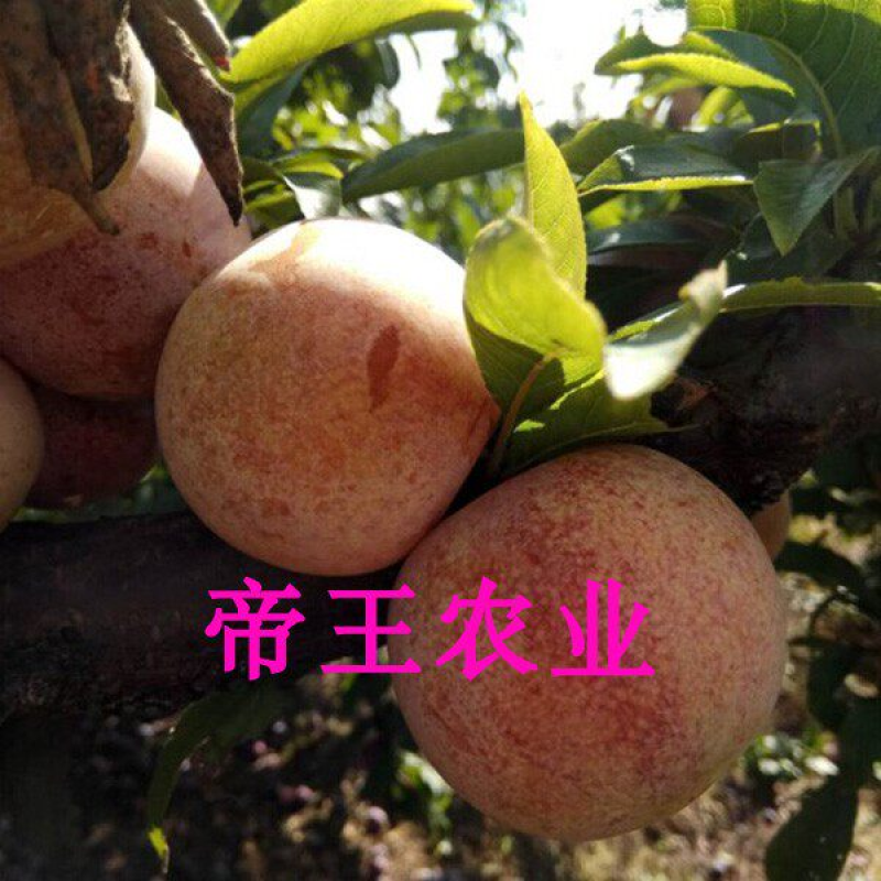 恐龙蛋李子苗血丝李苗基地直销现挖苗发货