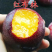 早熟五月红李红布林李子苗基地直销现挖现发
