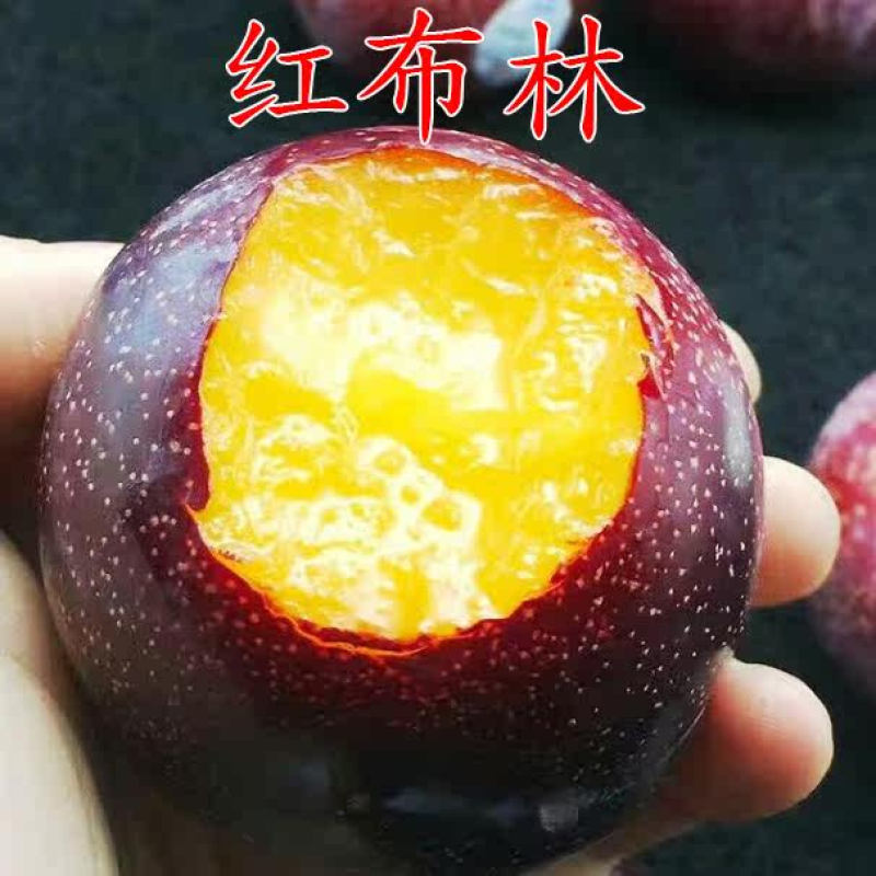 早熟五月红李红布林李子苗基地直销现挖现发
