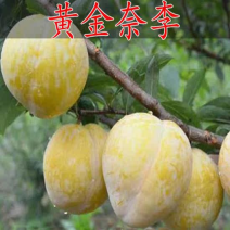 黄金奈李苗黄奈李子苗基地直发现挖苗发货