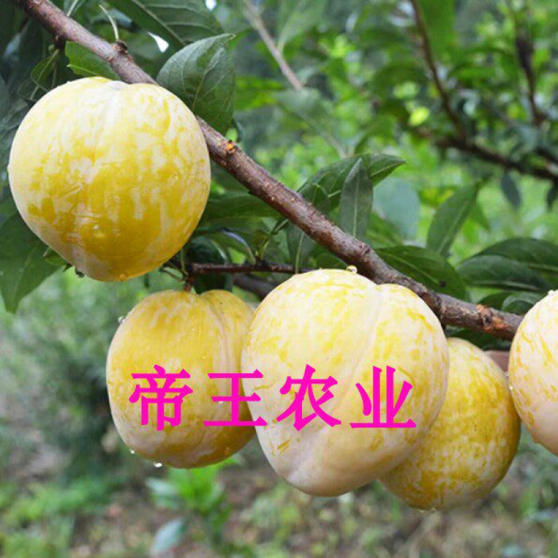 黄金奈李苗黄奈李子苗基地直发现挖苗发货