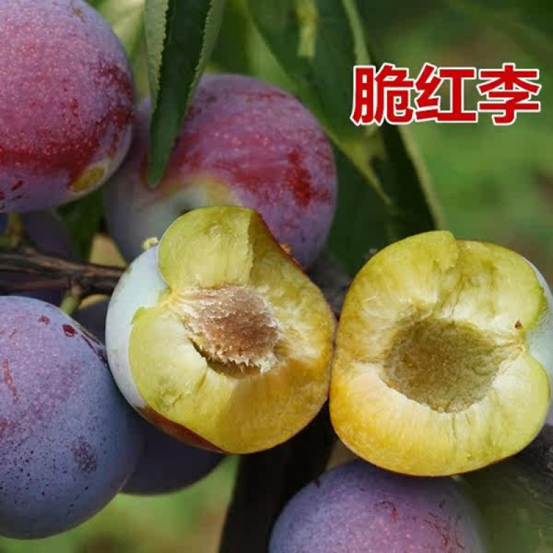 脆红李子树苗嫁接脆红李子苗脆甜离核现挖苗发货