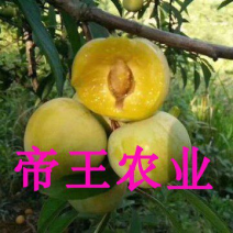 蜂糖李子苗早熟晚熟脱骨清脆脆红李苗基地直销