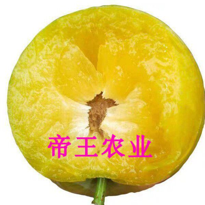 蜂糖李子苗早熟晚熟脱骨清脆脆红李苗基地直销
