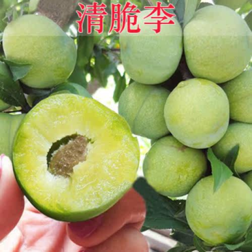 清脆李苗脆甜脱骨李苗汶川晚青脆李苗