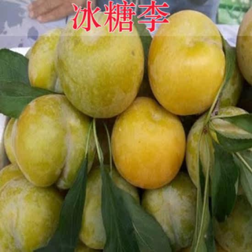 冰糖李子苗南北方种植眉山脱骨李苗现挖苗发货