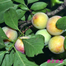 早熟三月李子苗三华李苗基地直发现挖苗发货