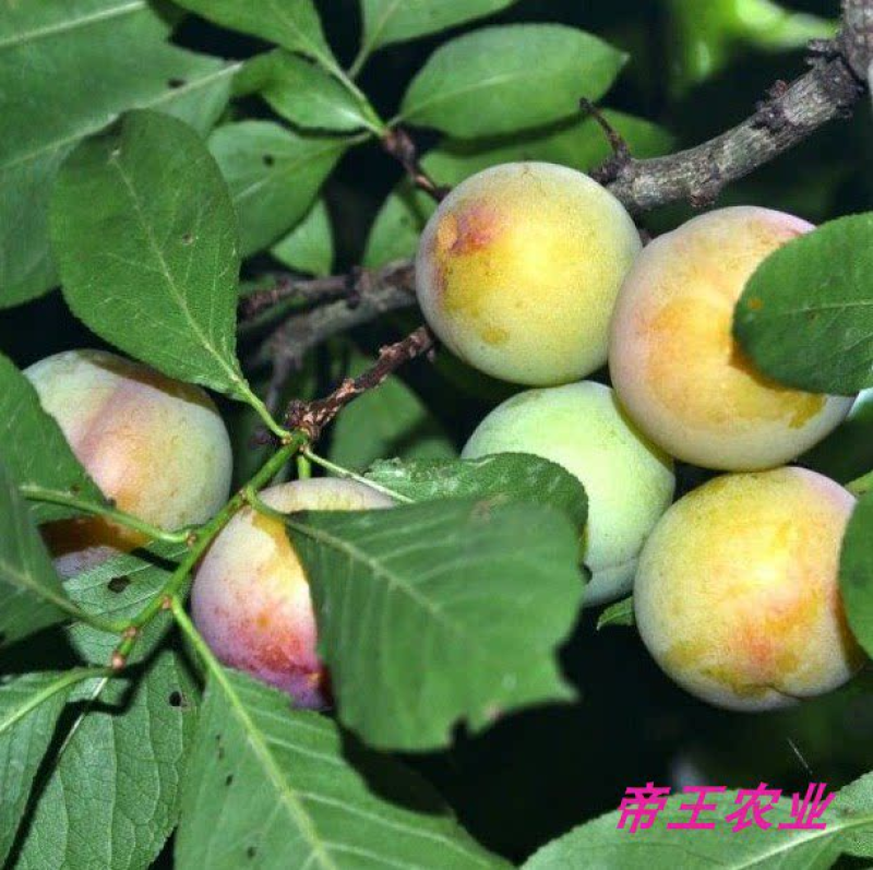 早熟三月李子苗三华李苗基地直发现挖苗发货
