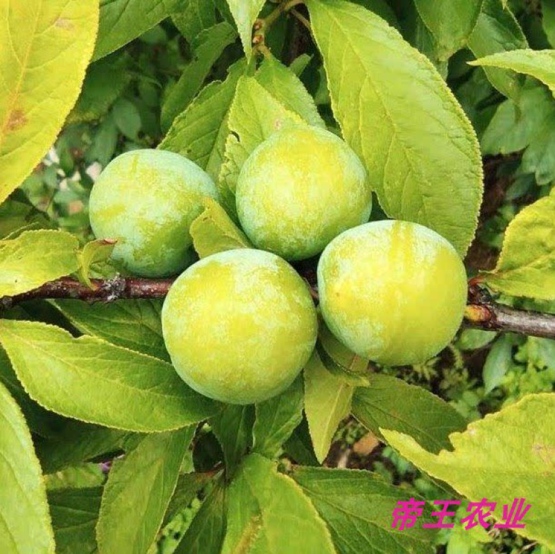 早熟三月李子苗三华李苗基地直发现挖苗发货