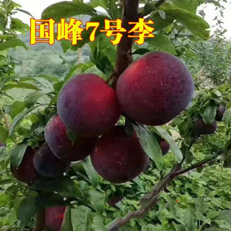 国峰七号李子苗晚熟品种李子嫁接苗基地现挖苗发货