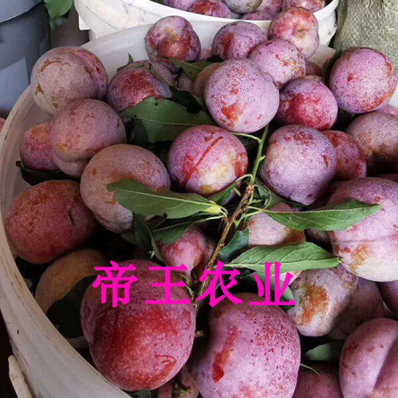 三华李子苗李子树苗红肉李子嫁接苗