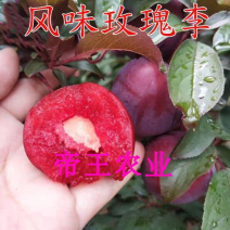 风味玫瑰李子苗杏李苗早熟李男北方都可以种植