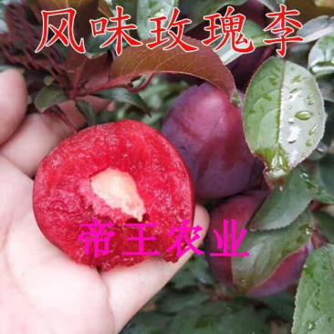 风味玫瑰李子苗杏李苗早熟李男北方都可以种植