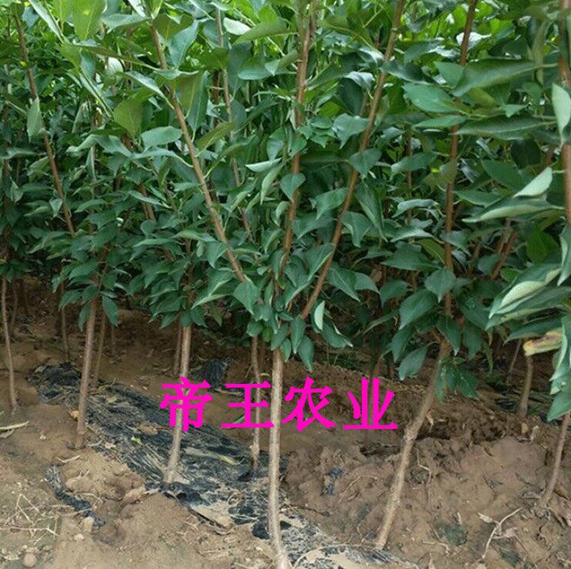 风味玫瑰李子苗杏李苗早熟李男北方都可以种植