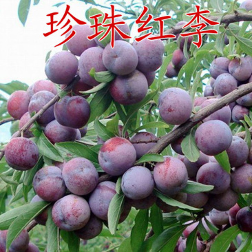 珍珠红李苗果树苗嫁接李子苗基地现挖苗发货