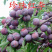 珍珠红李苗果树苗嫁接李子苗基地现挖苗发货