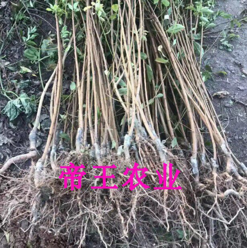 珍珠红李苗果树苗嫁接李子苗基地现挖苗发货