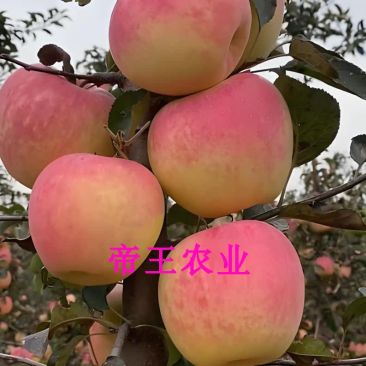 王林苹果水蜜桃苹果苗新品种果树苗基地直销