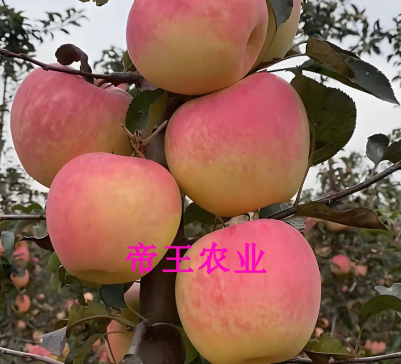 王林苹果水蜜桃苹果苗新品种果树苗基地直销