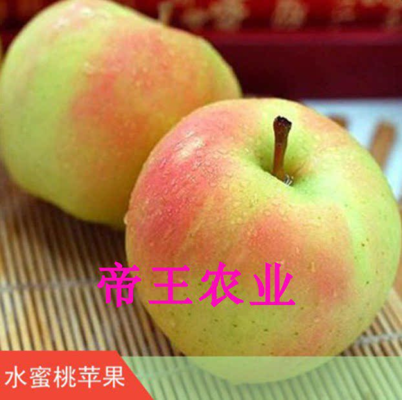 王林苹果水蜜桃苹果苗新品种果树苗基地直销