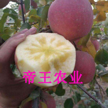 冰糖心红富士苹果苗嫁接苹果树苗