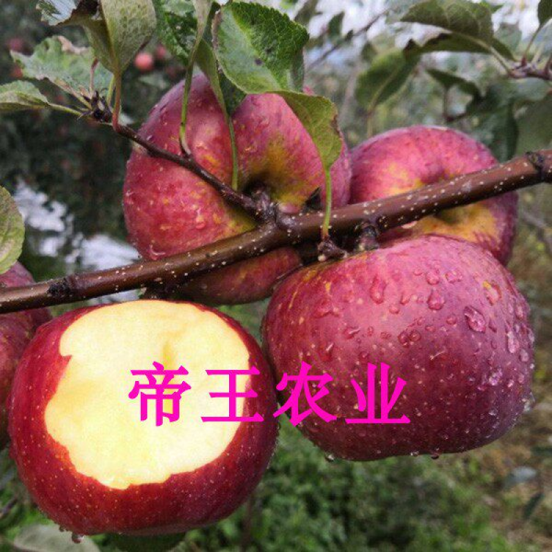 冰糖心红富士苹果苗嫁接苹果树苗