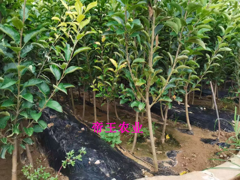 奶油富士苹果苗黄元帅苹果苗维纳斯黄金嫁接苹果树苗