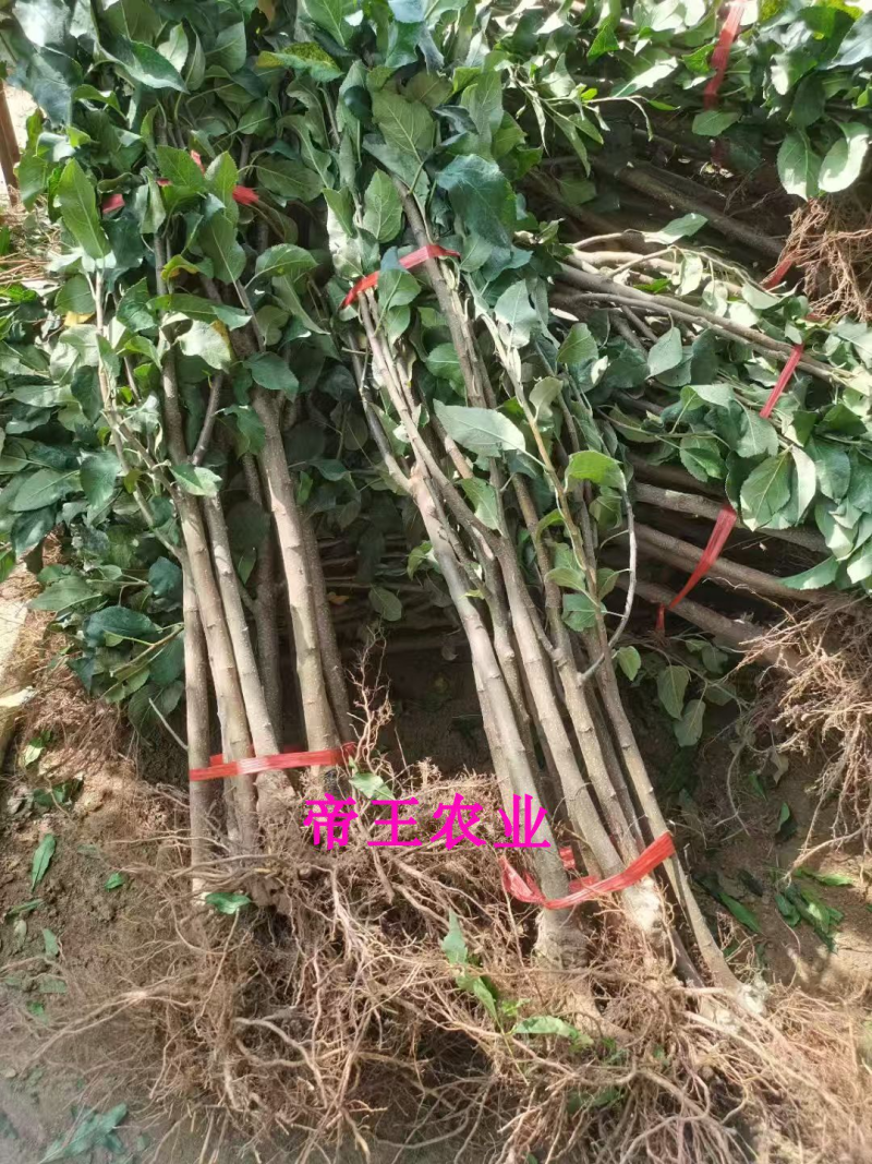 金冠苹果苗基地现挖苗发货黄金帅元帅香蕉苹果苗
