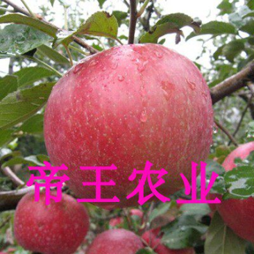 蜜脆苹果苗嫁接苗香红瑞阳瑞雪华硕苹果苗现挖苗发货
