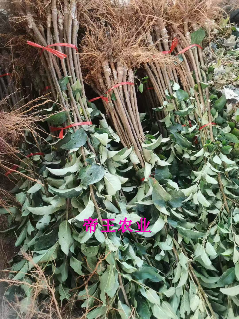 蜜脆苹果苗嫁接苗香红瑞阳瑞雪华硕苹果苗现挖苗发货