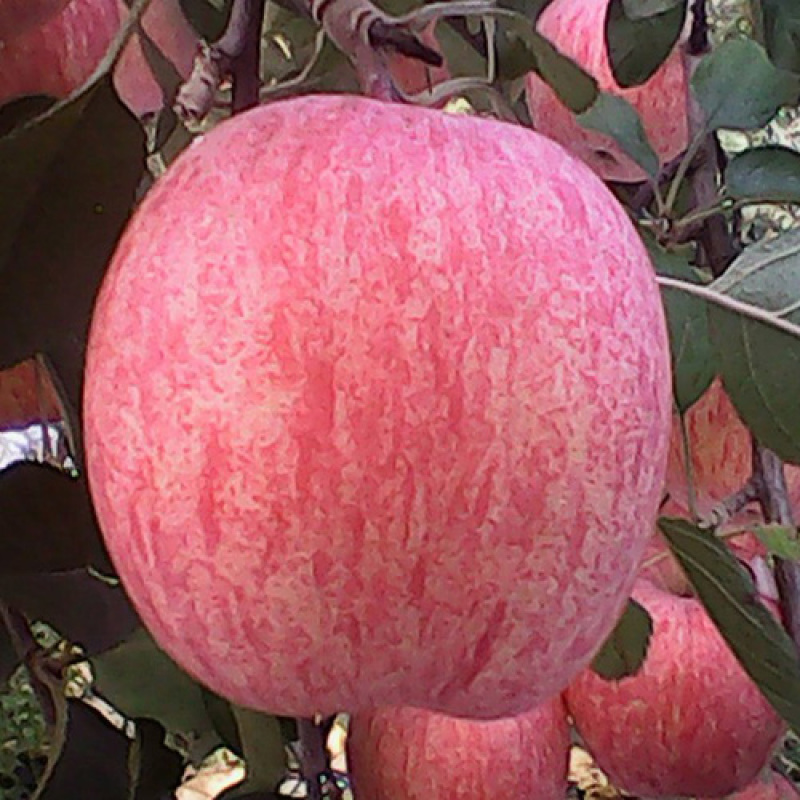 2001红富士苹果苗乔华矮化烟富苹果苗基地现挖现发