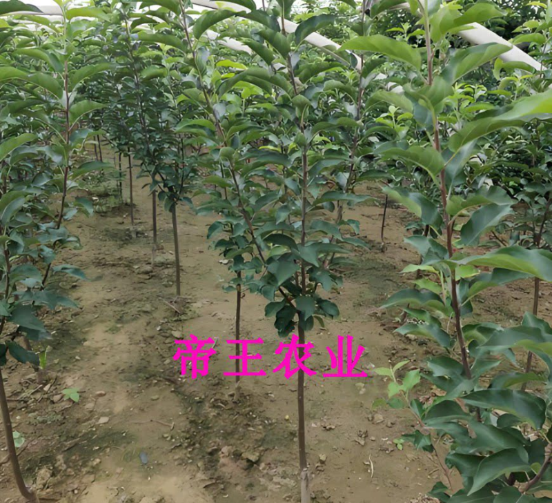嫁接果树苗王林苹果苗青森明月苹果树苗基地现挖现发货