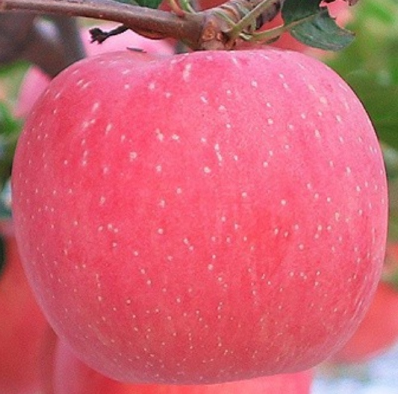 烟富10苹果苗烟富8号苹果树苗基地现挖苗发货
