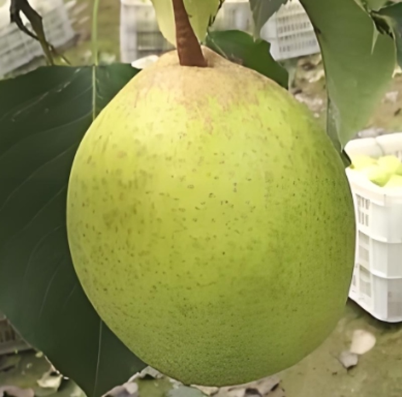 嫁接鸭梨树苗脆甜蜜梨大果梨树基地现挖苗发货