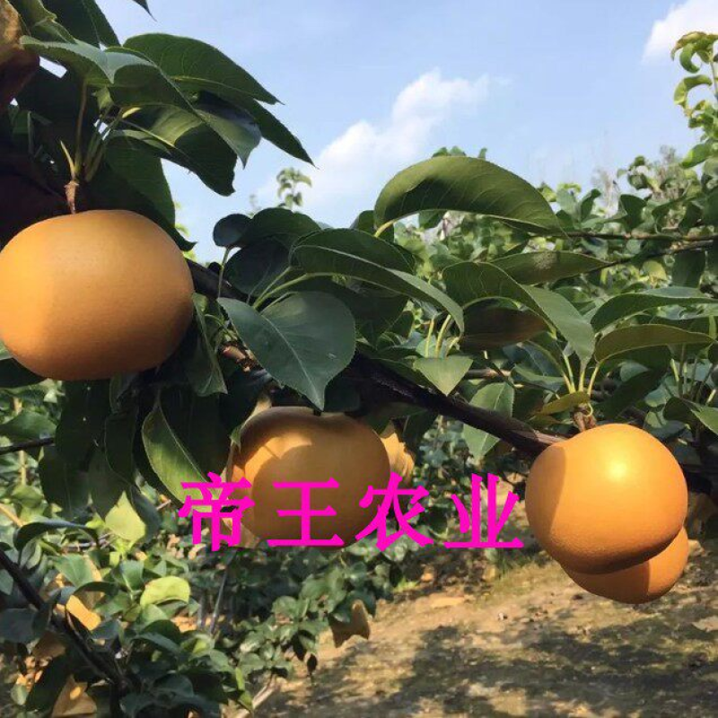 秋月梨树苗嫁接梨树金秋蜜梨晚熟梨新品种