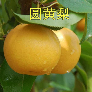 嫁接梨树苗圆黄梨苗脆甜蜜梨树苗现挖苗发货